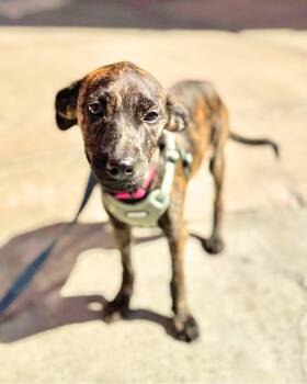 Insist -  Tennessee Treeing Brindle Dog for Adoption in New York, New York - Insist | PetCurious