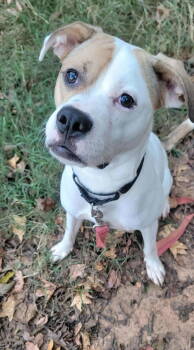 Rescue American Staffordshire Terrier Dogs for Adoption in Arlington, Virginia - Buster | PetCurious
