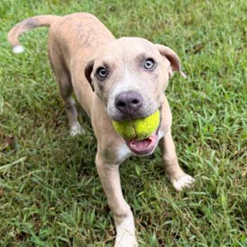 Pirate -  Pit Bull Terrier Dog for Adoption in Blue Ridge, Georgia - Pirate | PetCurious