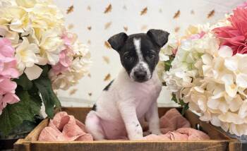 Oak -  Terrier Dog for Adoption in Newberg, Oregon - Oak | PetCurious