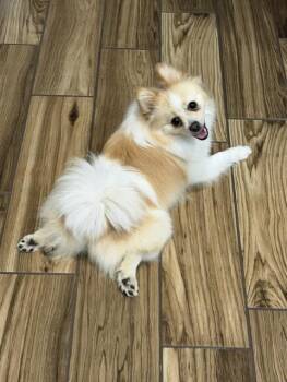 LUCY -  Pomeranian Dog for Adoption in Edgecliff Village, Texas - LUCY | PetCurious