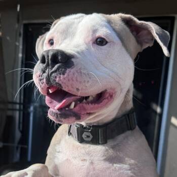 Garth -  Pit Bull Terrier Dog for Adoption in Whittier, California - Garth | PetCurious