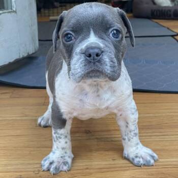 Bottle Bulldog - Kenny -  English Bulldog Dog for Adoption in Fairfax Station, Virginia - Bottle Bulldog - Kenny | PetCurious
