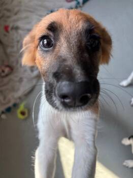 Janet -  Hound Dog for Adoption in Bloomington, Indiana - Janet | PetCurious