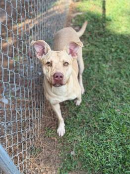 Brad -  Mixed Breed Dog for Adoption - Brad | PetCurious