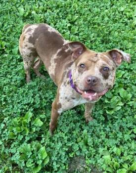 Diamond -  Pit Bull Terrier Dog for Adoption in Williamsport, Pennsylvania - Diamond | PetCurious