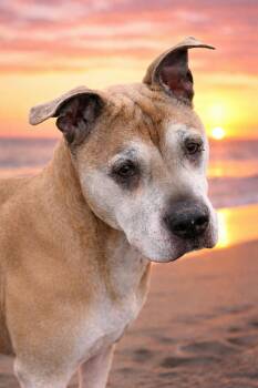 Pit Bull Terrier Dogs Available for Adoption - Johnny | PetCurious