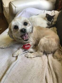 Rescue Shih Tzu Dogs for Adoption in Rockford, Illinois - Munchkin | PetCurious