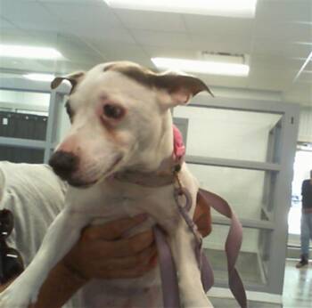 RYLIE -  Parson Russell Terrier and Mixed Breed Dog for Adoption in Charlotte, North Carolina - RYLIE | PetCurious