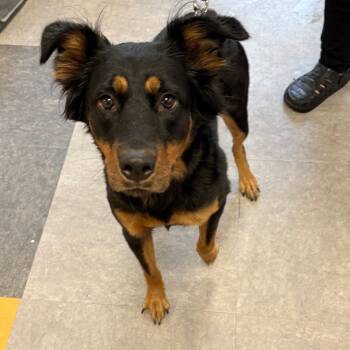 Rescue Mixed Breed Dogs for Adoption in Philadelphia, Pennsylvania - Kira | PetCurious