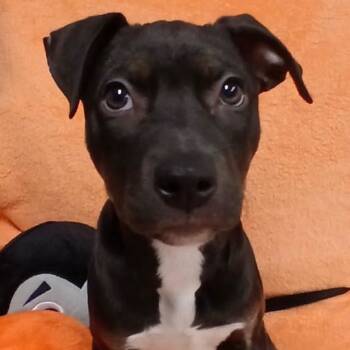 Rescue Pit Bull Terrier Dogs for Adoption in St. Peters, Missouri - Dorothy | PetCurious