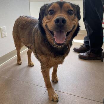 German Shepherd Dog and Pit Bull Terrier Dogs Available for Adoption - Bear | PetCurious