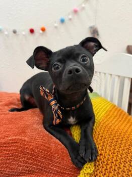 Chihuahua and Boston Terrier Dogs Available for Adoption in Friendswood, Texas - Tuxedo Von Tallbear | PetCurious