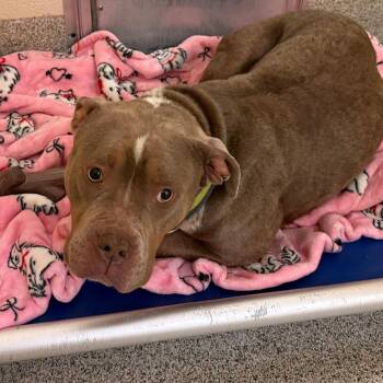 American Bulldog Dogs Available for Adoption in Baldwin, Maryland - Linda | PetCurious
