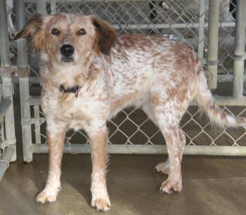 Australian Shepherd Dogs Available for Adoption - Fawn (Spayed) | PetCurious