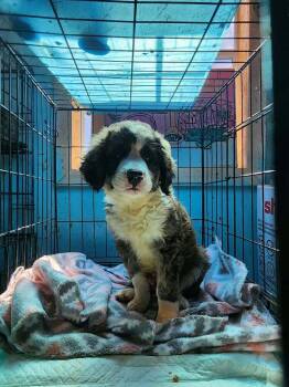 Baker -  Aussiedoodle Dog for Adoption in Troy, Alabama - Baker | PetCurious