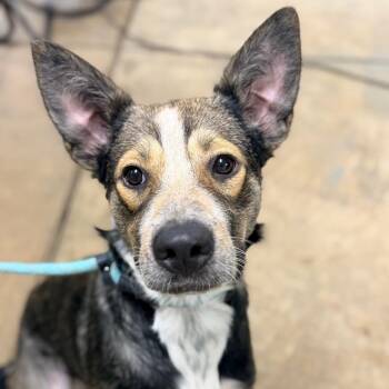 Leonard -  Shepherd Dog for Adoption in Columbus, Georgia - Leonard | PetCurious
