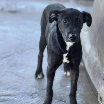 Rescue Black Labrador Retriever Dogs for Adoption in Anahuac, Texas - Gumbo | PetCurious