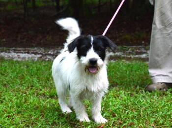 Mona -  Terrier Dog for Adoption in Willingboro, New Jersey - Mona | PetCurious