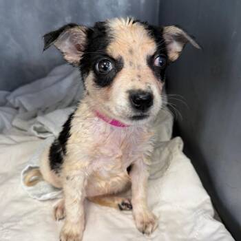 Bramble -  Border Collie and Australian Cattle Dog Blue Heeler Dog for Adoption in Normal, Illinois - Bramble | PetCurious