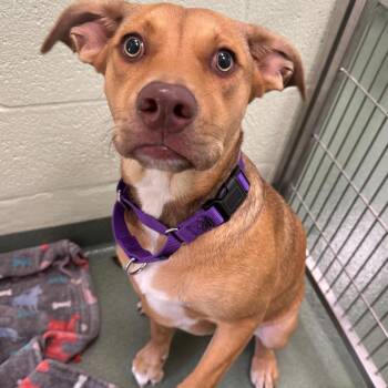 Roxy -  Mixed Breed Dog for Adoption in West Palm Beach, Florida - Roxy | PetCurious