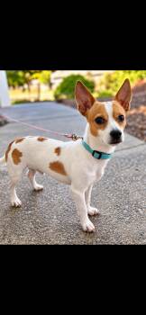 Sterling -  Chihuahua Dog for Adoption in Portland, Oregon - Sterling | PetCurious
