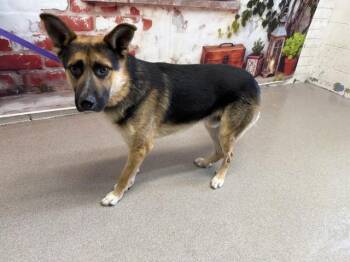 German Shepherd Dog and Mixed Breed Dogs Available for Adoption in San Bernardino, California - BENNY | PetCurious