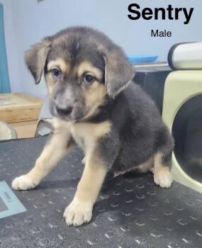 Sentry -  Shepherd and Standard Poodle Dog for Adoption in Manchester, Connecticut - Sentry | PetCurious