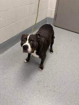 OSTARA -  Pit Bull Terrier Dog for Adoption in Indianapolis, Indiana - OSTARA | PetCurious