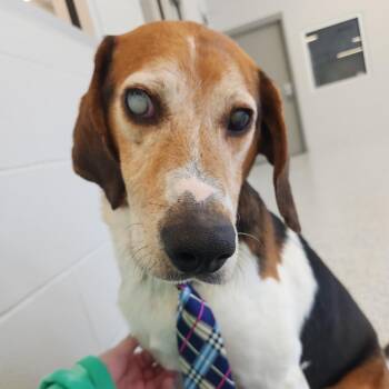 Beagle Dogs Available for Adoption - Grandpa Samson | PetCurious