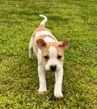 Pit Bull Terrier and Mixed Breed Dogs Available for Adoption in Fayetteville, Arkansas - Biscuit | PetCurious