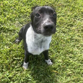 Louie -  Mixed Breed Dog for Adoption in Pearland, Texas - Louie | PetCurious