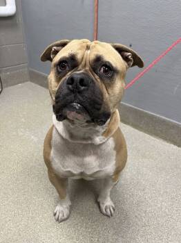 Rescue Pit Bull Terrier Dogs for Adoption in Las Vegas, Nevada - BISHOP | PetCurious