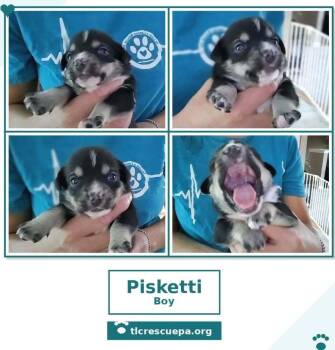 Pisketti (Betty