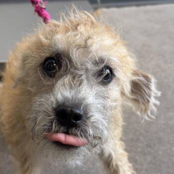 Rosemary -  Mixed Breed Dog for Adoption in Las Cruces, New Mexico - Rosemary | PetCurious