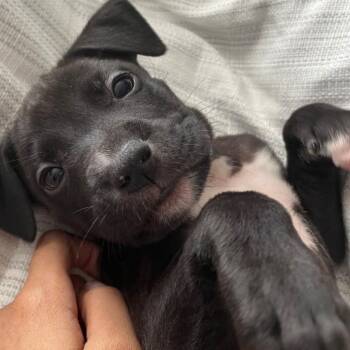 Rescue Mixed Breed Dogs for Adoption in Waxhaw, North Carolina - Jay | PetCurious