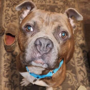 Rescue Pit Bull Terrier Dogs for Adoption in Mooresville, Indiana - Captain Chunk | PetCurious