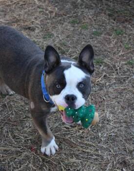 American Bulldog and Mixed Breed Dogs Available for Adoption - 2678B Pumbaa | PetCurious