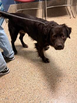 Flat Coated Retriever and Mixed Breed Dogs Available for Adoption - ROGER | PetCurious