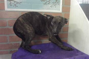 A2082380 -  German Shepherd Dog and Mixed Breed Dog for Adoption in Houston, Texas - A2082380 | PetCurious