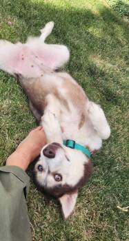 Barbra Streisand "Babs -  Husky Dog for Adoption in Millcreek, Utah - Barbra Streisand "Babs | PetCurious