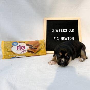 701J (2026) Fig -  Yellow Labrador Retriever and Mixed Breed Dog for Adoption in Parker, Colorado - 701J (2026) Fig | PetCurious