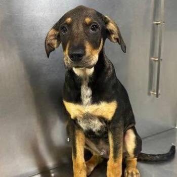 Canyon (p) -  Hound and Mixed Breed Dog for Adoption in New York, New York - Canyon (p) | PetCurious