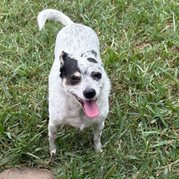 Lolita -  Australian Cattle Dog Blue Heeler Dog for Adoption in Houston, Texas - Lolita | PetCurious