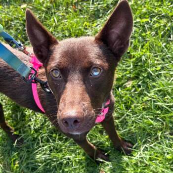 Mimi -  Mixed Breed Dog for Adoption in Westhampton, New York - Mimi | PetCurious
