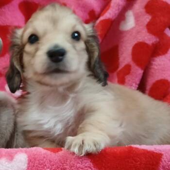 Dachshund Dogs Available for Adoption - Mavis | PetCurious