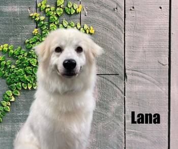 Lana -  Great Pyrenees Dog for Adoption in Marshville, North Carolina - Lana | PetCurious