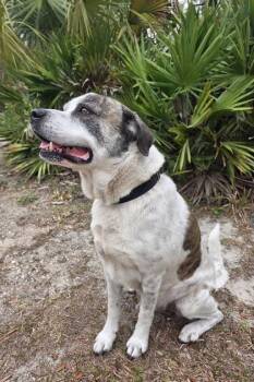 Great Pyrenees and Mixed Breed Dogs Available for Adoption in Palm Coast, Florida - Boji | PetCurious