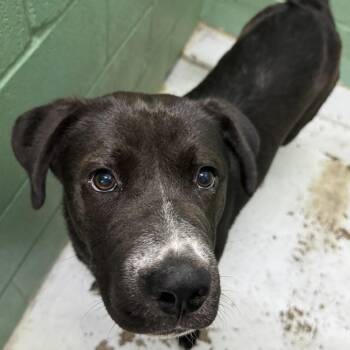 Gus -  Mixed Breed Dog for Adoption in Springboro, Ohio - Gus | PetCurious