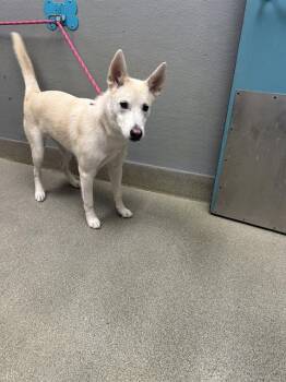SNOWBUN -  Siberian Husky Dog for Adoption in Las Vegas, Nevada - SNOWBUN | PetCurious